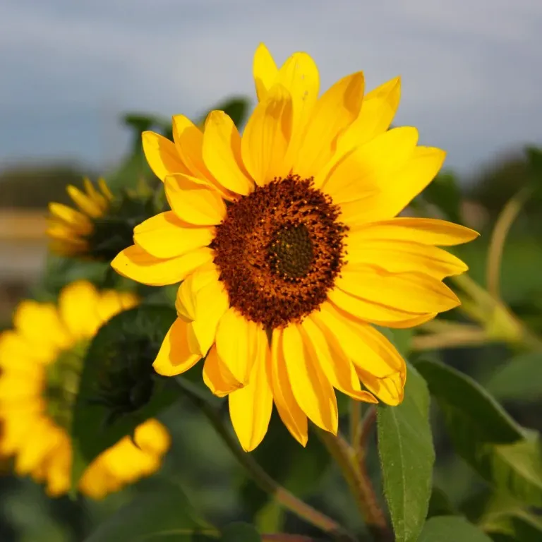 Vitale Rassen Zonnebloem kleinbloemig bloemzaden onbespoten