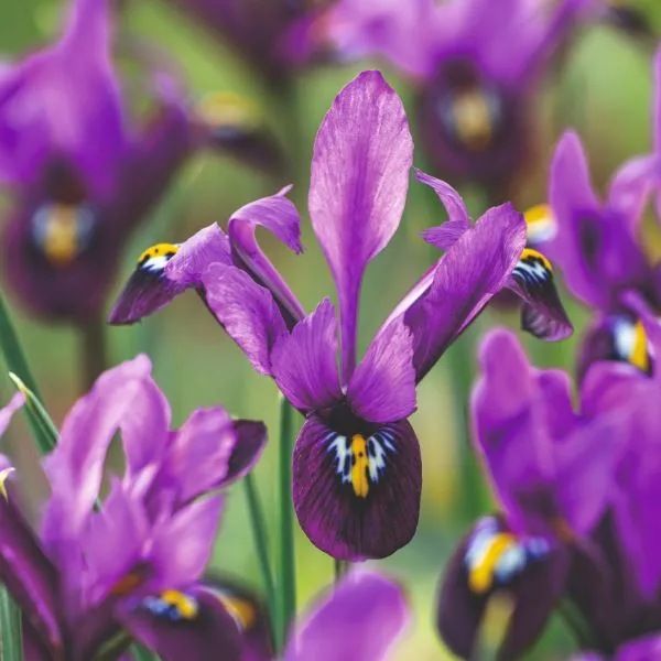 World Botanics Iris Reticulata George bloembollen 20st paars