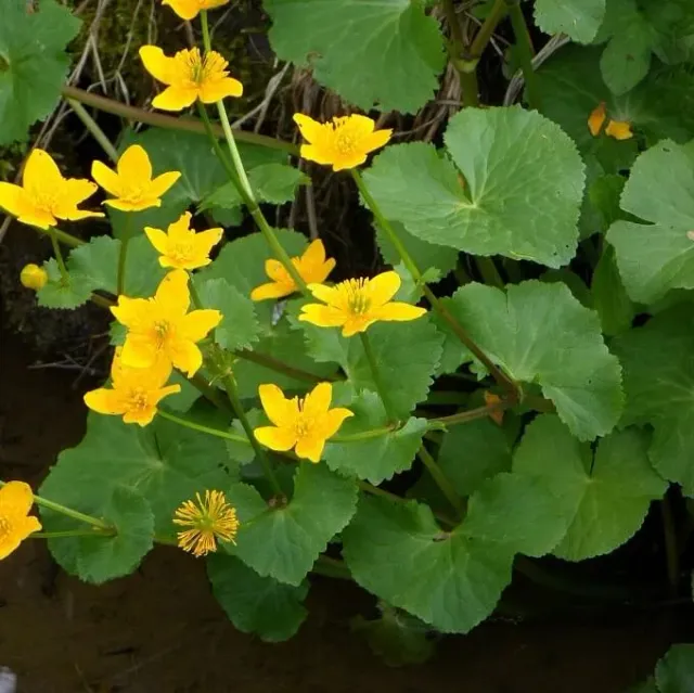 MediGran Caltha palustris ssp. palustris dotterbloem zaden