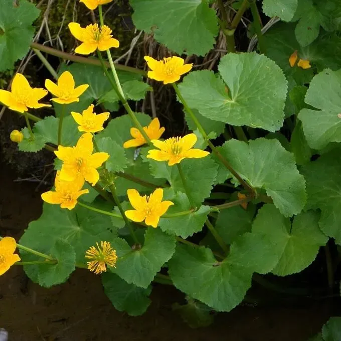 MediGran Caltha palustris ssp. palustris dotterbloem zaden