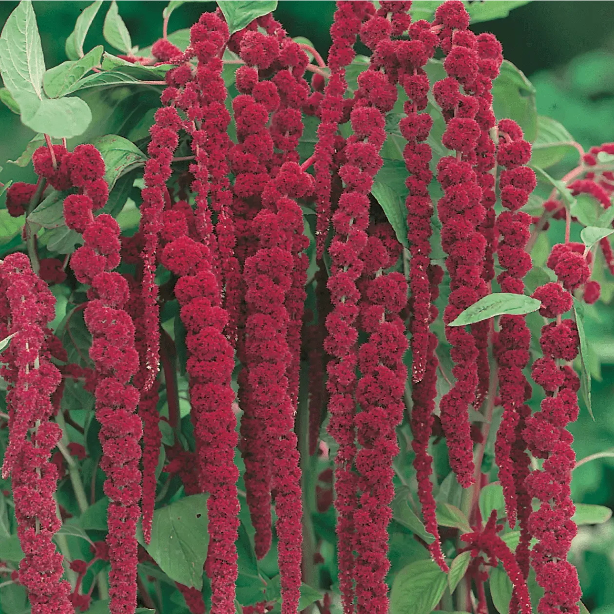 Johnsons Love Lies Bleeding amarantzaden rood