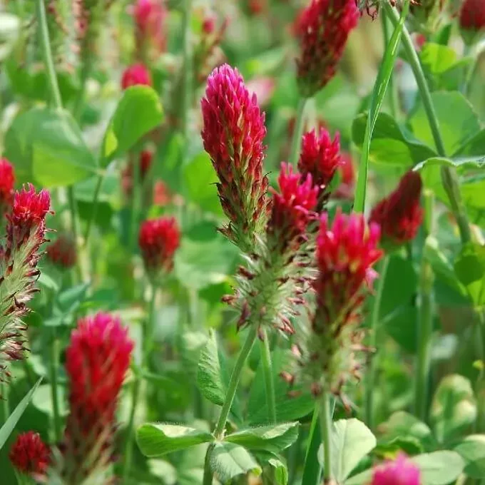 MediGran Trifolium incarnatum inkarnaatklaver zaden onbespoten
