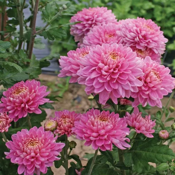 World Botanics Pennine chrysant jonge planten 5 stuks herfst