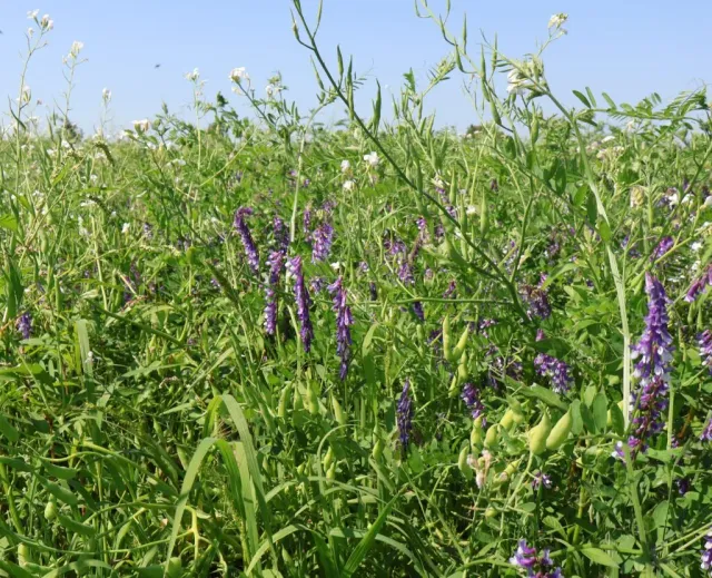 MediGran Agro-bio groenbemester zaden biologisch