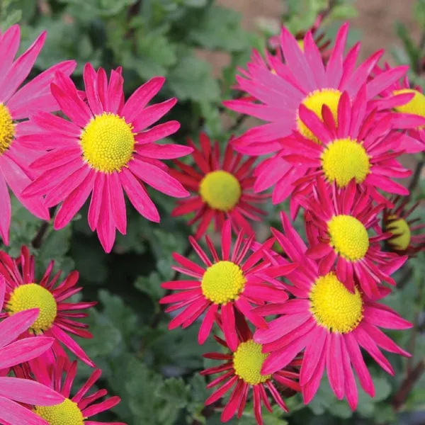 World Botanics Woolmans Chrysant tuinplanten collectie 5 stuks
