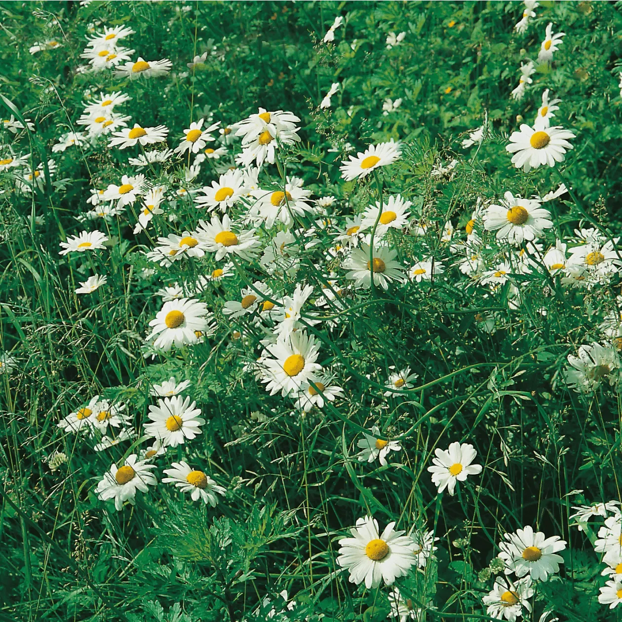 World Botanics Ox Eye Daisy margriet zaden wit