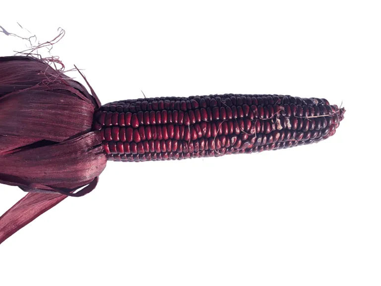 Vitale Rassen Suikermais Double Red zaden rood