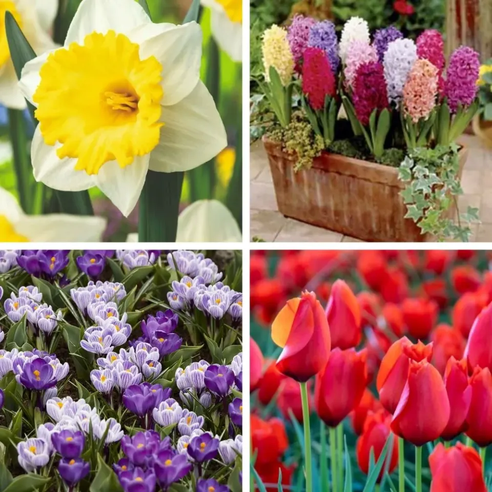 World Botanics Bulb Lasagna bloembollen 95 stuks gemengd