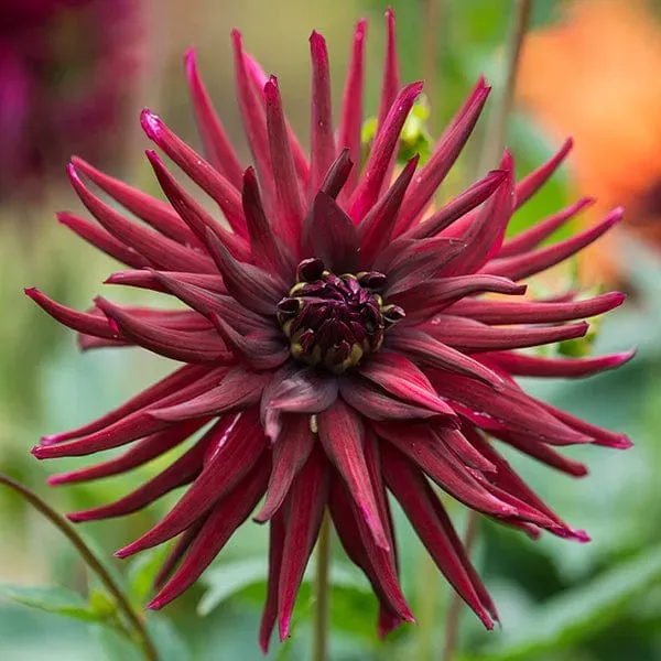 World Botanics Dahlia Nuit dEte knol 1 stuk donkerrood