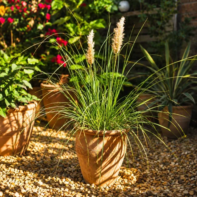 World Botanics Tiny Pampa pampasgras plant 1 x 9cm winterhard