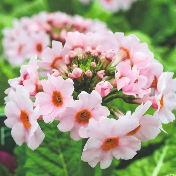 World Botanics Primula Japonica Appleblossom vaste plant 9 cm pot