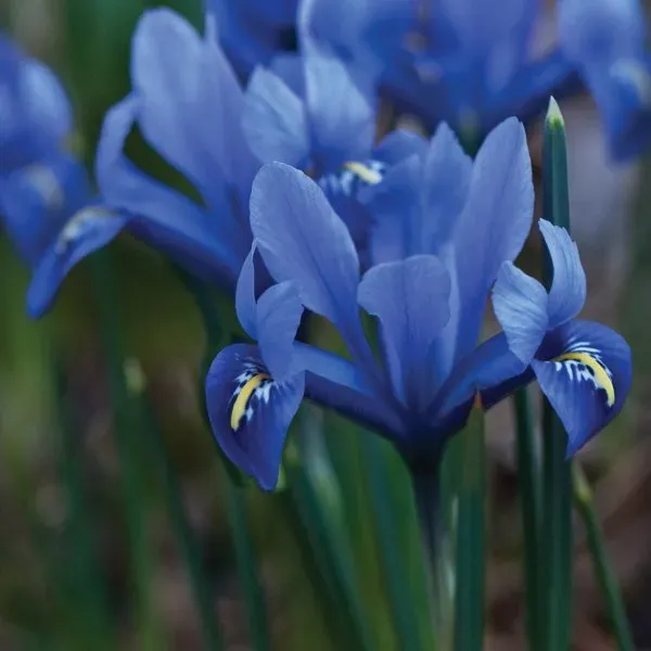 World Botanics Iris reticulata Harmony bloembollen 20 stuks blauw