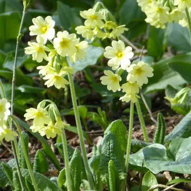 MediGran Slanke sleutelbloem Primula elatior zaden