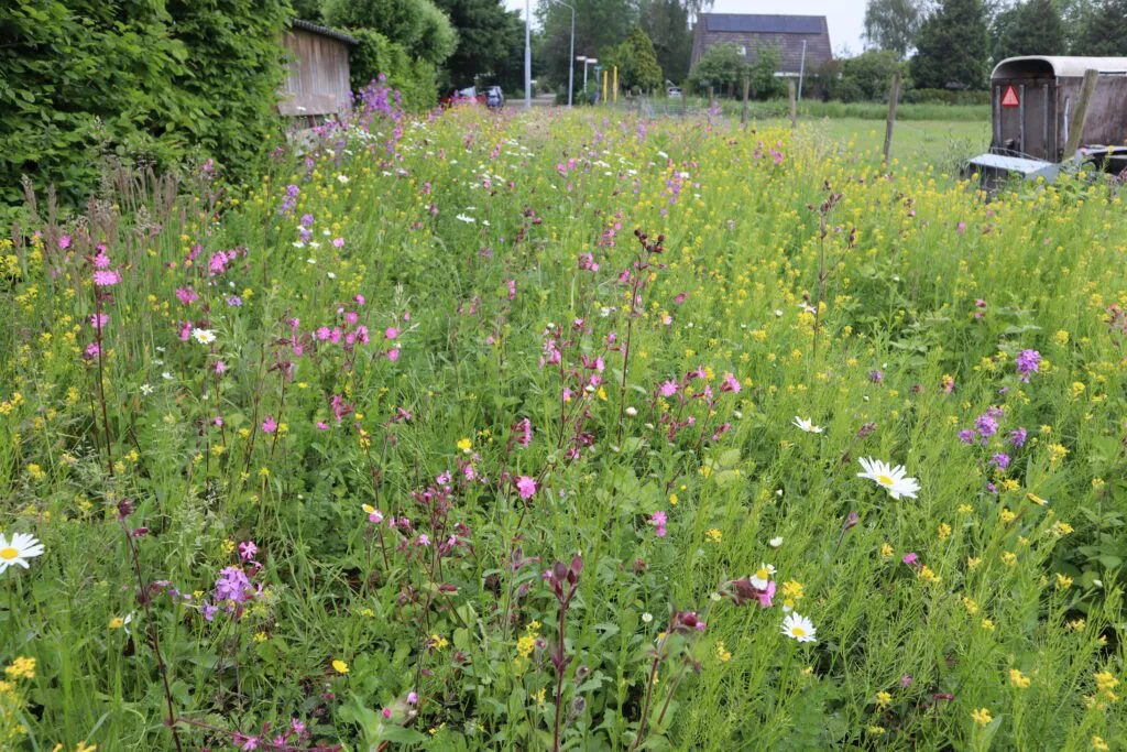 MediGran Landschapsflora LKV-10 zadenmengsel inheems