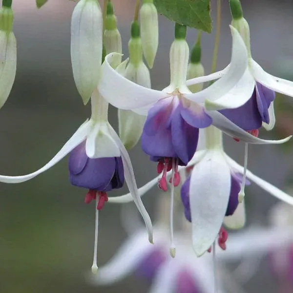 World Botanics Fuchsia Delta’s Sarah planten 5 stuks wit paars