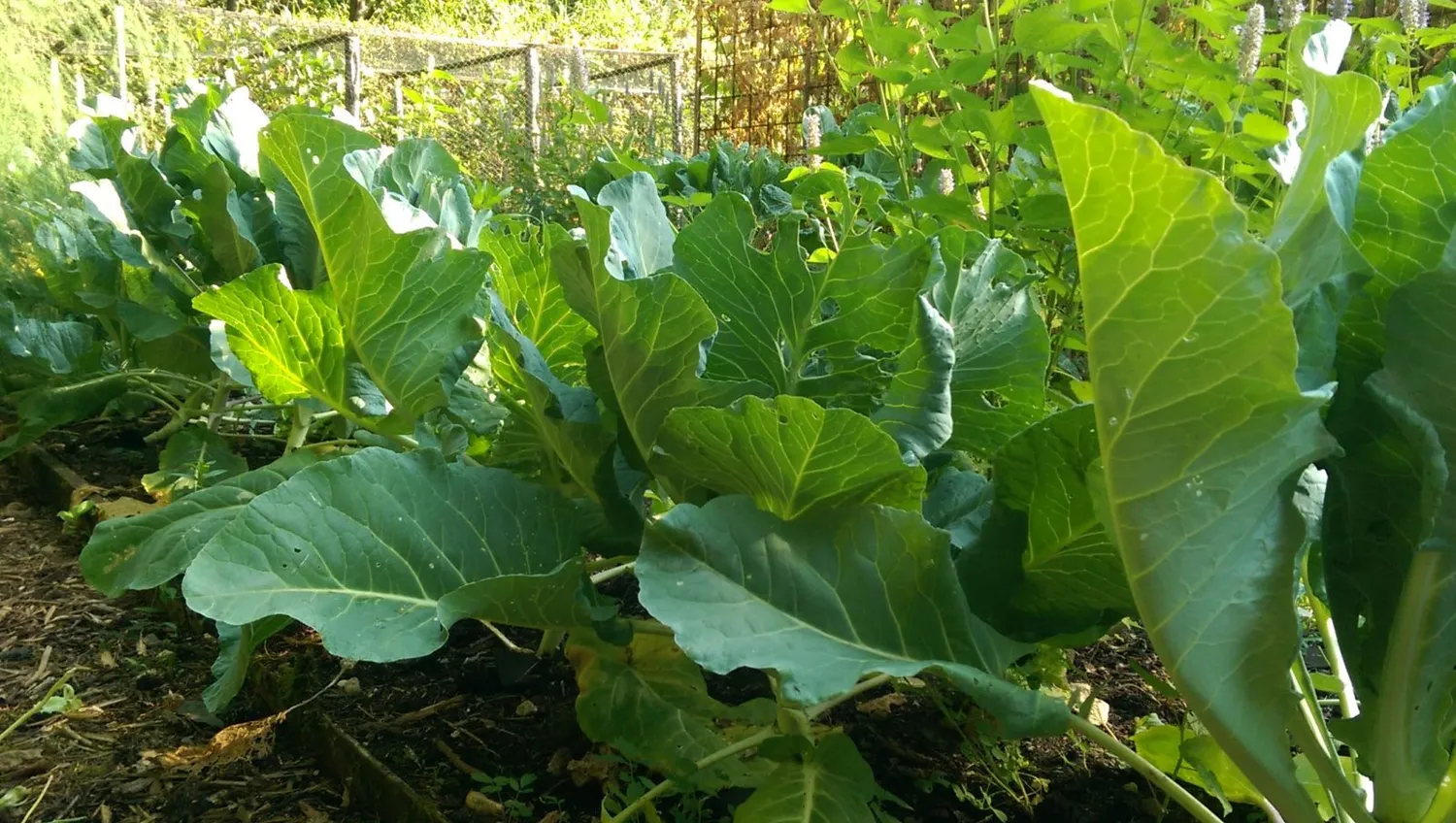 De Tuinen van MergenMetz Kool Filderkraut zaden 40 spitskool