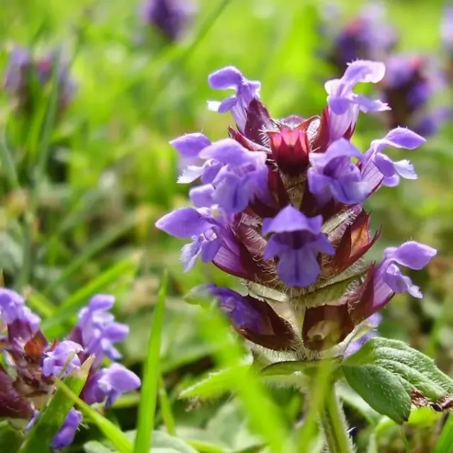 MediGran Prunella vulgaris gewone brunel zaden