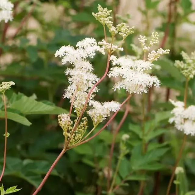MediGran Moerasspirea Filipendula Ulmaria zaden