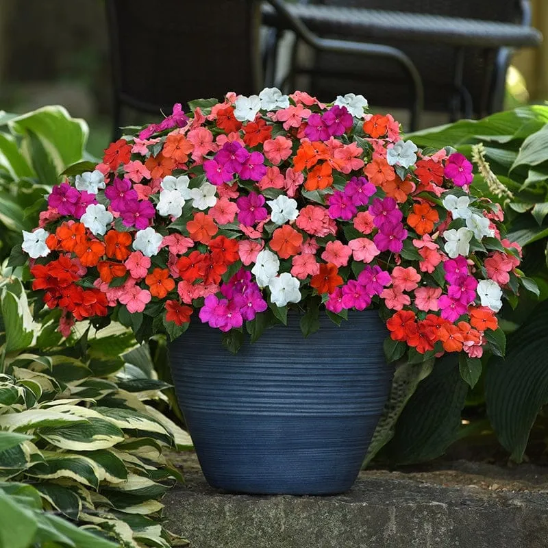 World Botanics hangmand bloemenplanten collectie zomerbloeiers mix
