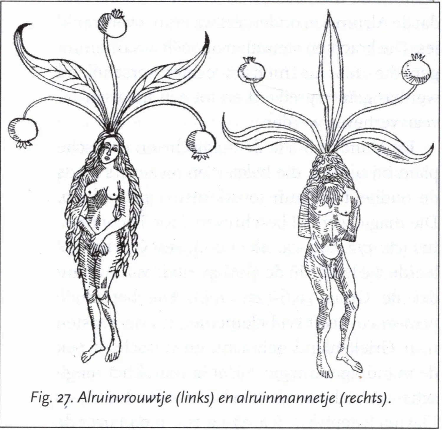 De Cleene Compendium rituele planten boek 120 soorten