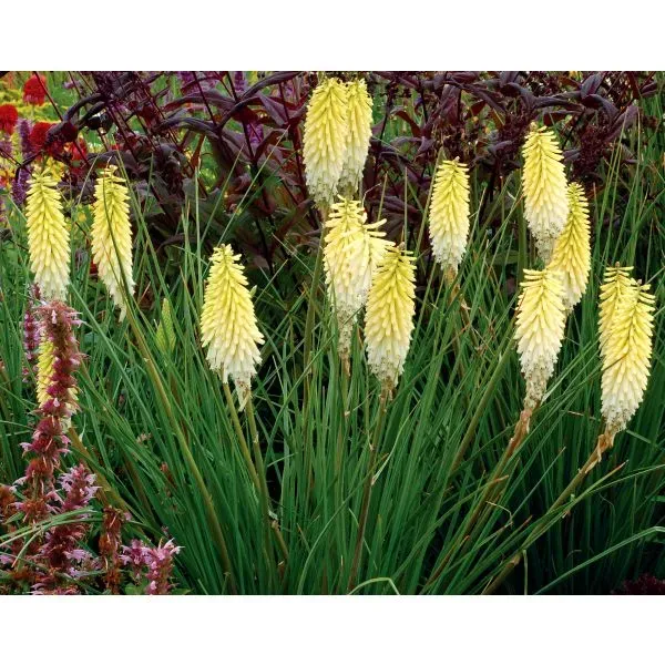 World Botanics Kniphofia Pineapple Popsicle potplant 9cm geel