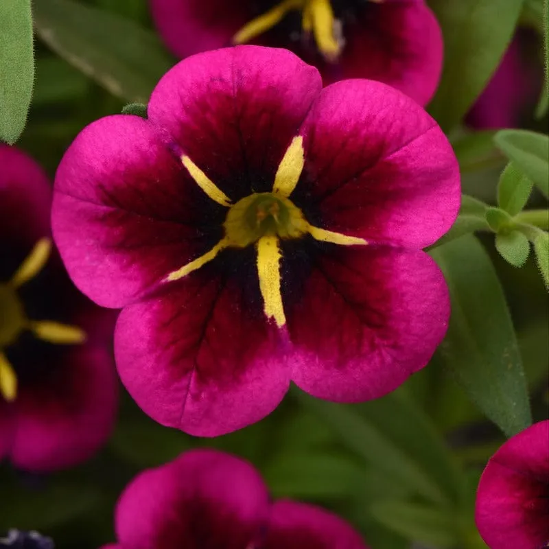 World Botanics Calibrachoa Goodnight Kiss jonge planten 5 stuks