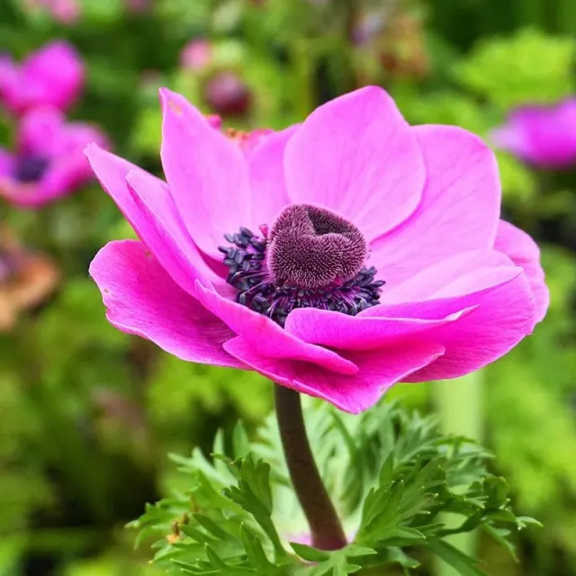 World Botanics Anemone Sylphide knollen violetroze
