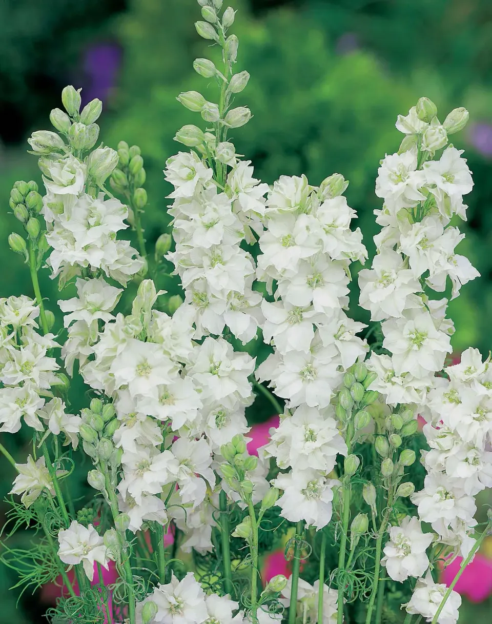 World Botanics Ridderspoor White King zaden wit