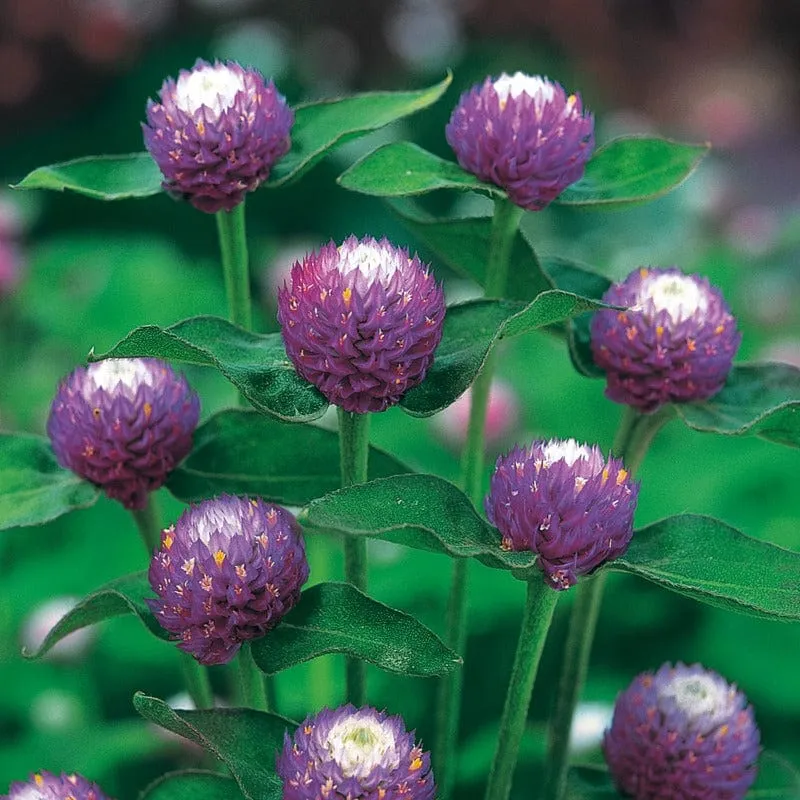 World Botanics Gomphrena Atomic Purple bloemzaden paars