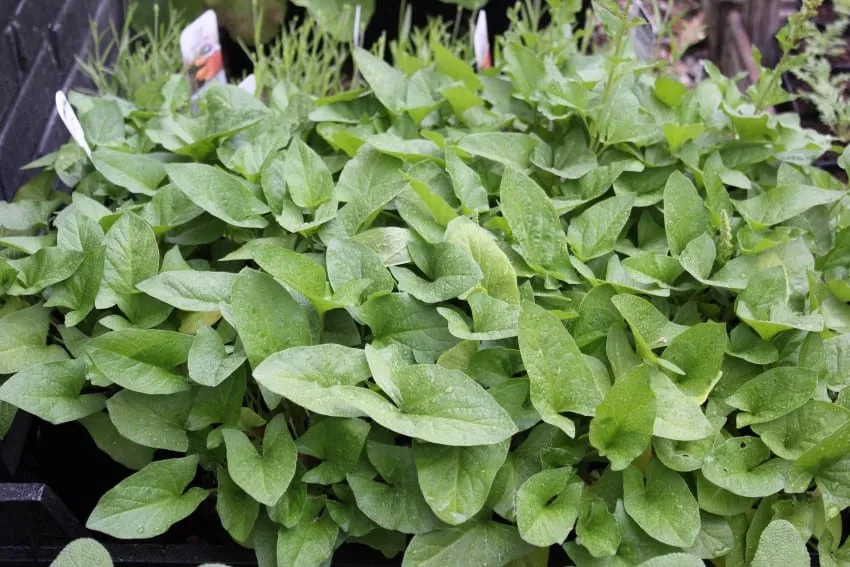 De Tuinen van MergenMetz Brave Hendrik plant vaste spinazie