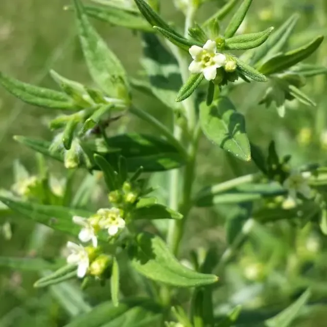 MediGran Lithospermum officinale Glad parelzaad zaden onbespoten