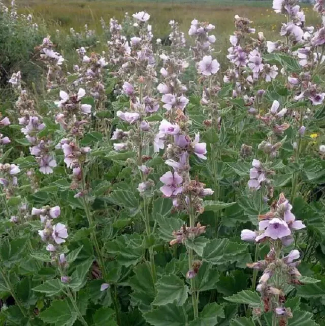 MediGran Althaea officinalis heemst zaden onbespoten vochtig