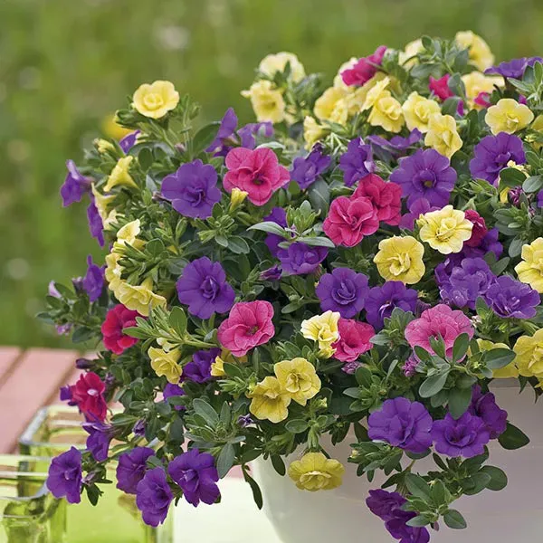 World Botanics Trixi Calibrachoa Petticoat 5 jonge planten