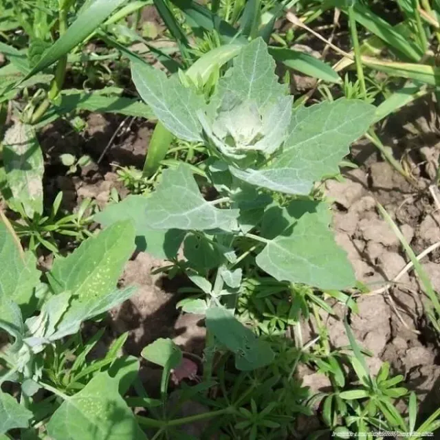 MediGran Chenopodium Album Melganzenvoet Zaden Wild