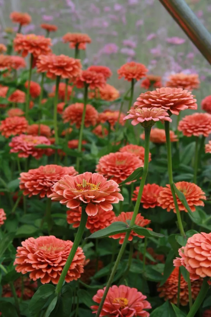 Vitale Rassen Benary Giant Salmon Rose zinnia zaden onbespoten