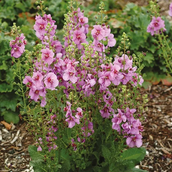 World Botanics Verbascum toorts planten collectie 15 planten