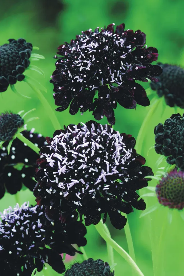 World Botanics Scabious Black Knight zaden donkerpaars