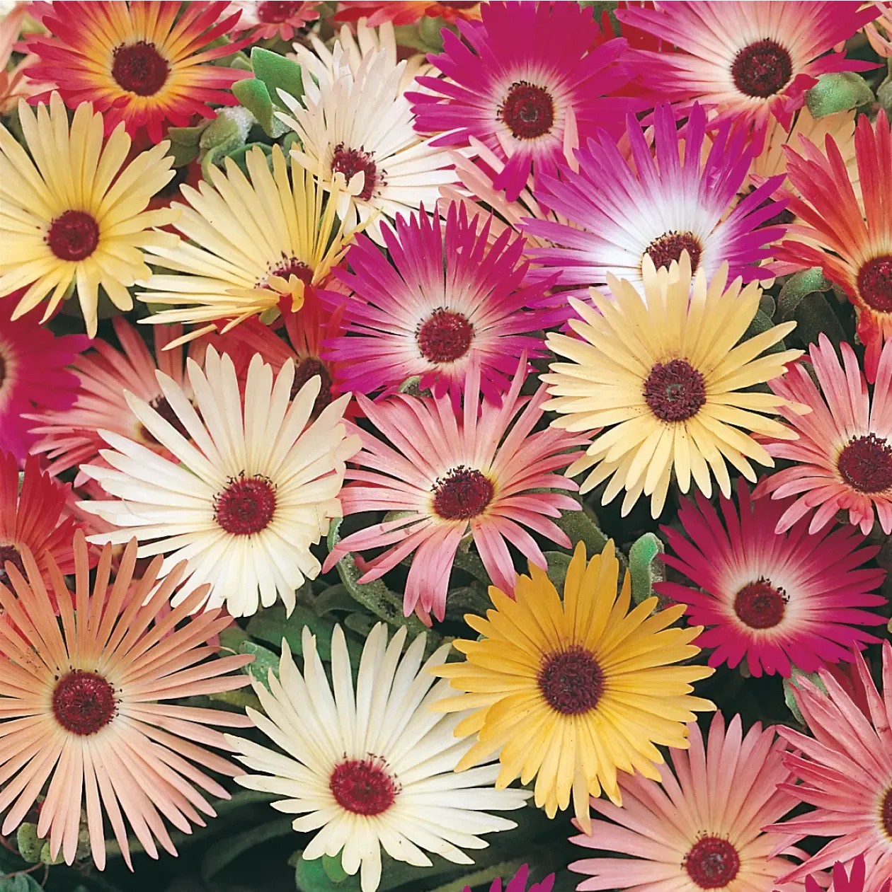 Johnsons Mesembryanthemum Livingstone Daisy zaden zonnig