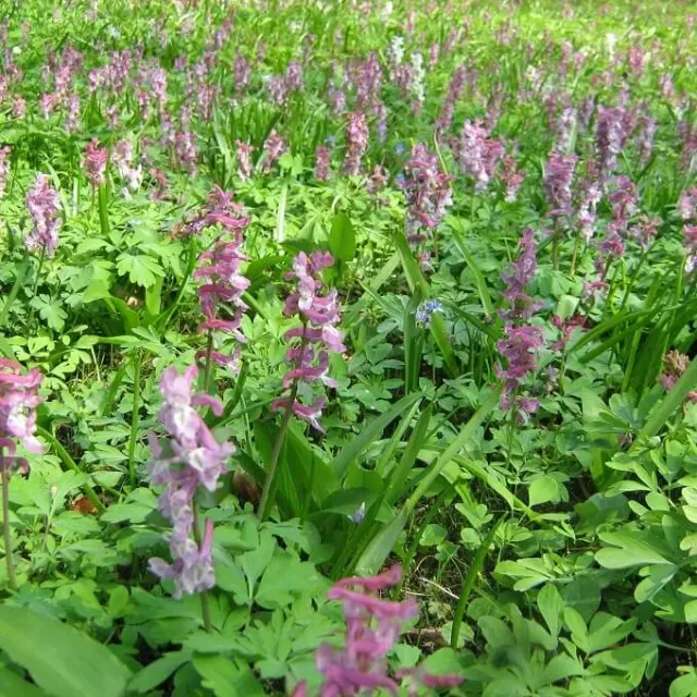 MediGran Corydalis cava Holwortel zaden voor schaduw