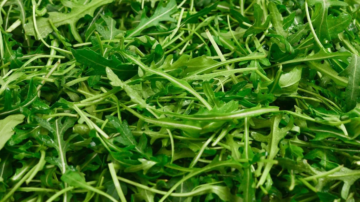 Herbal Age Premium Rucola zaden ca. 700 zaden pittig