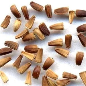 De Tuinen van MergenMetz Groenlof suikerijzaad 2 gram bitter