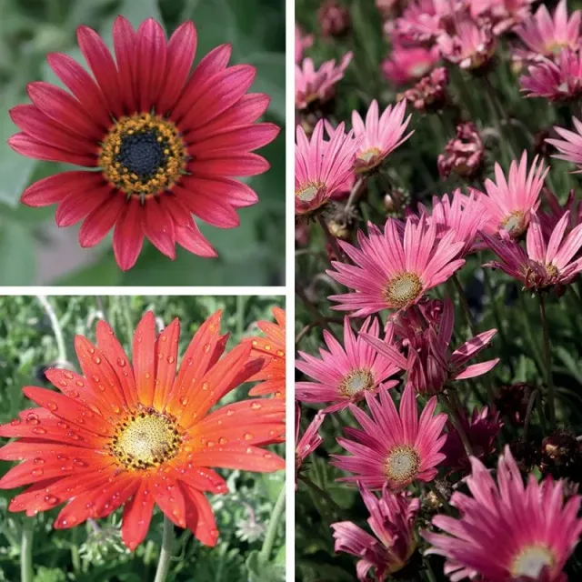 World Botanics Arctotis Collection jonge planten 9 stuks zon