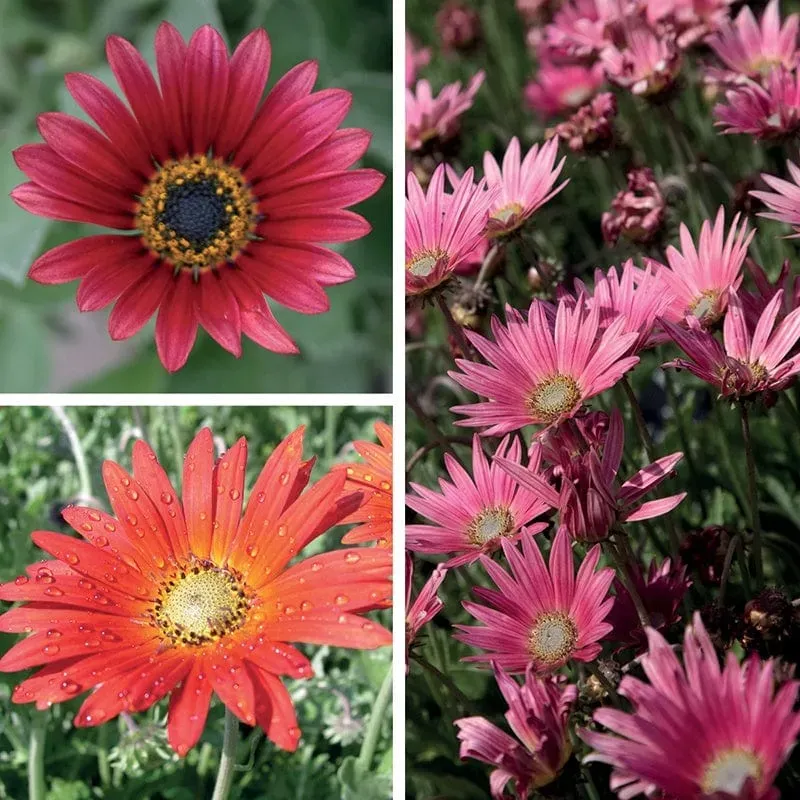 World Botanics Arctotis Collection jonge planten 9 stuks zon