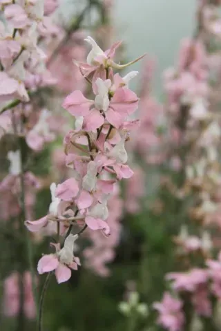 Vitale Rassen Ridderspoor Light Pink zaden onbespoten