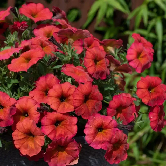 World Botanics Beautical Red Maple petchoa 5 jonge planten