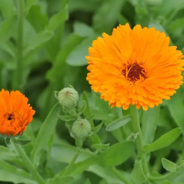 MediGran Calendula officinalis goudsbloem zaden onbespoten