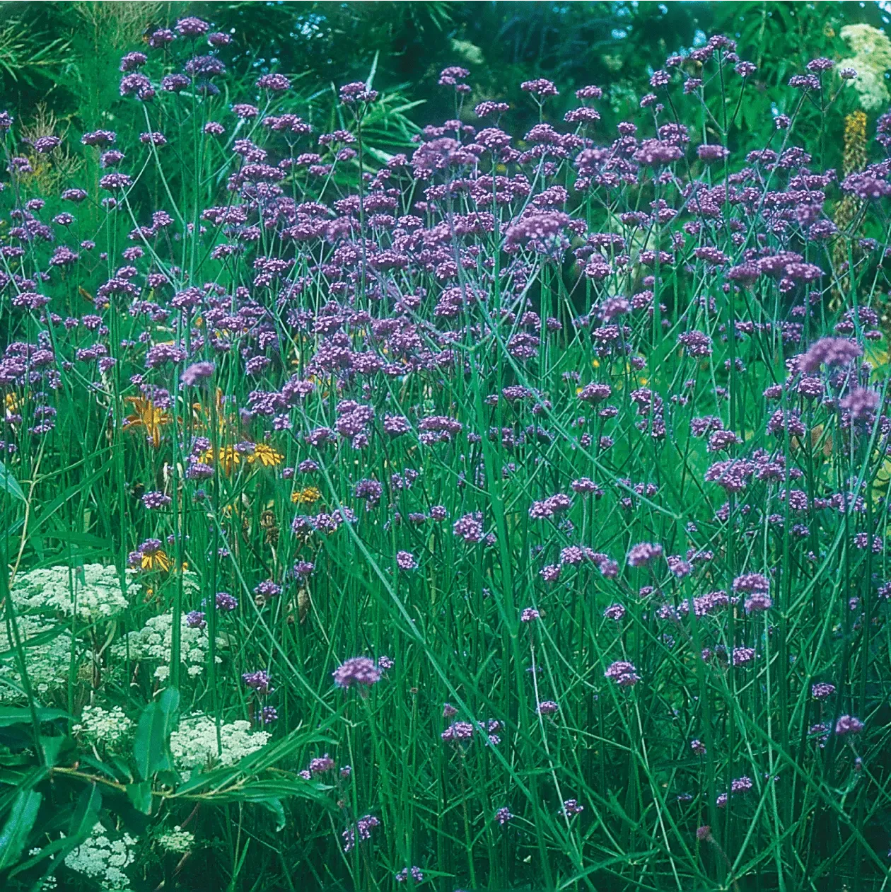 Johnsons Verbena Bonariensis bloemzaden paars