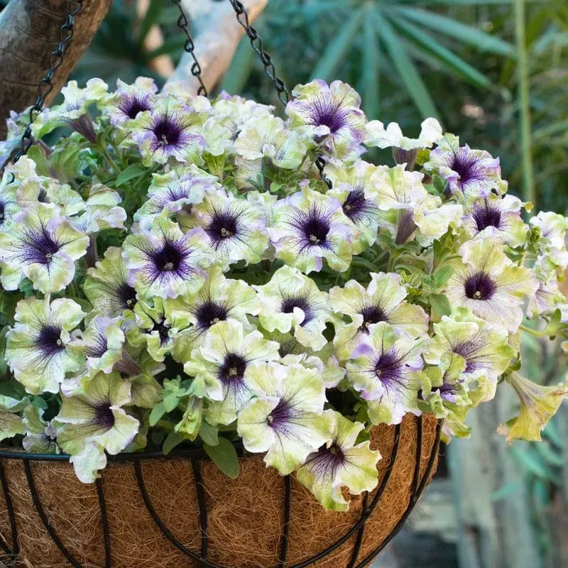Petunia Plum Cockatoo jonge planten 5 stuks paars-geel