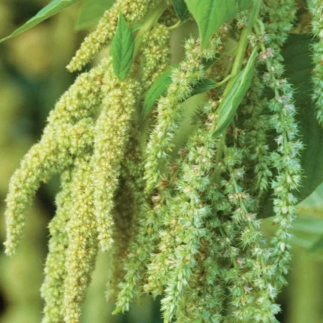 World Botanics Amaranthus Green Cascade bloemzaden groen