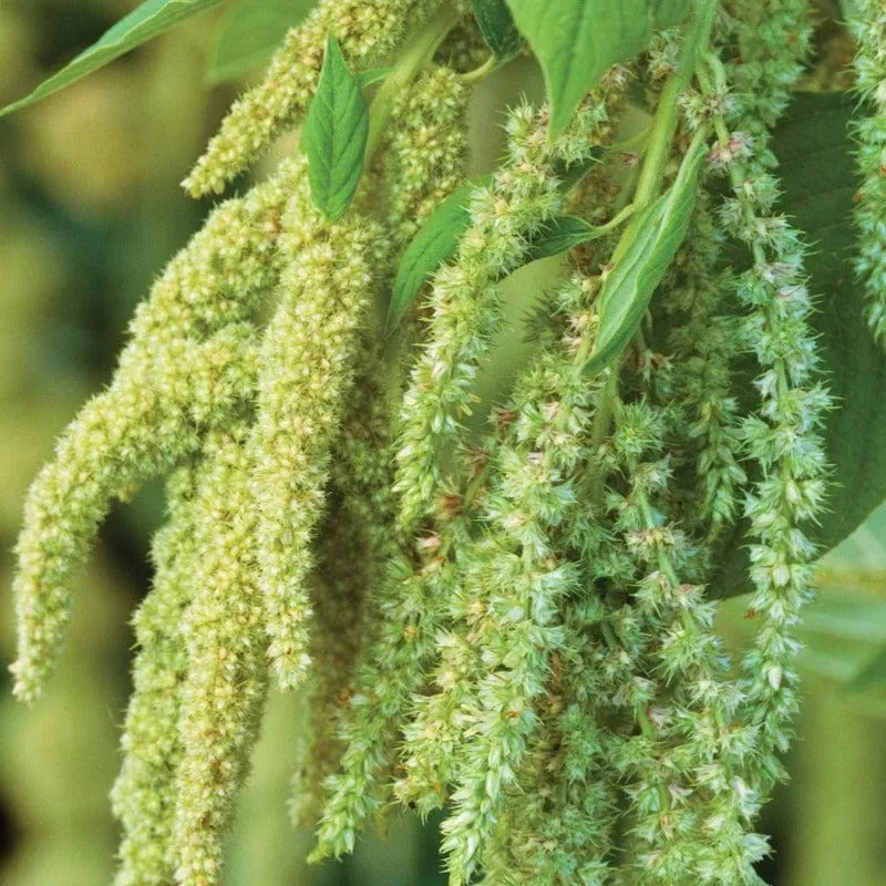 World Botanics Amaranthus Green Cascade bloemzaden groen